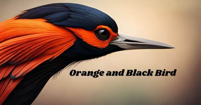 Orange and Black Bird